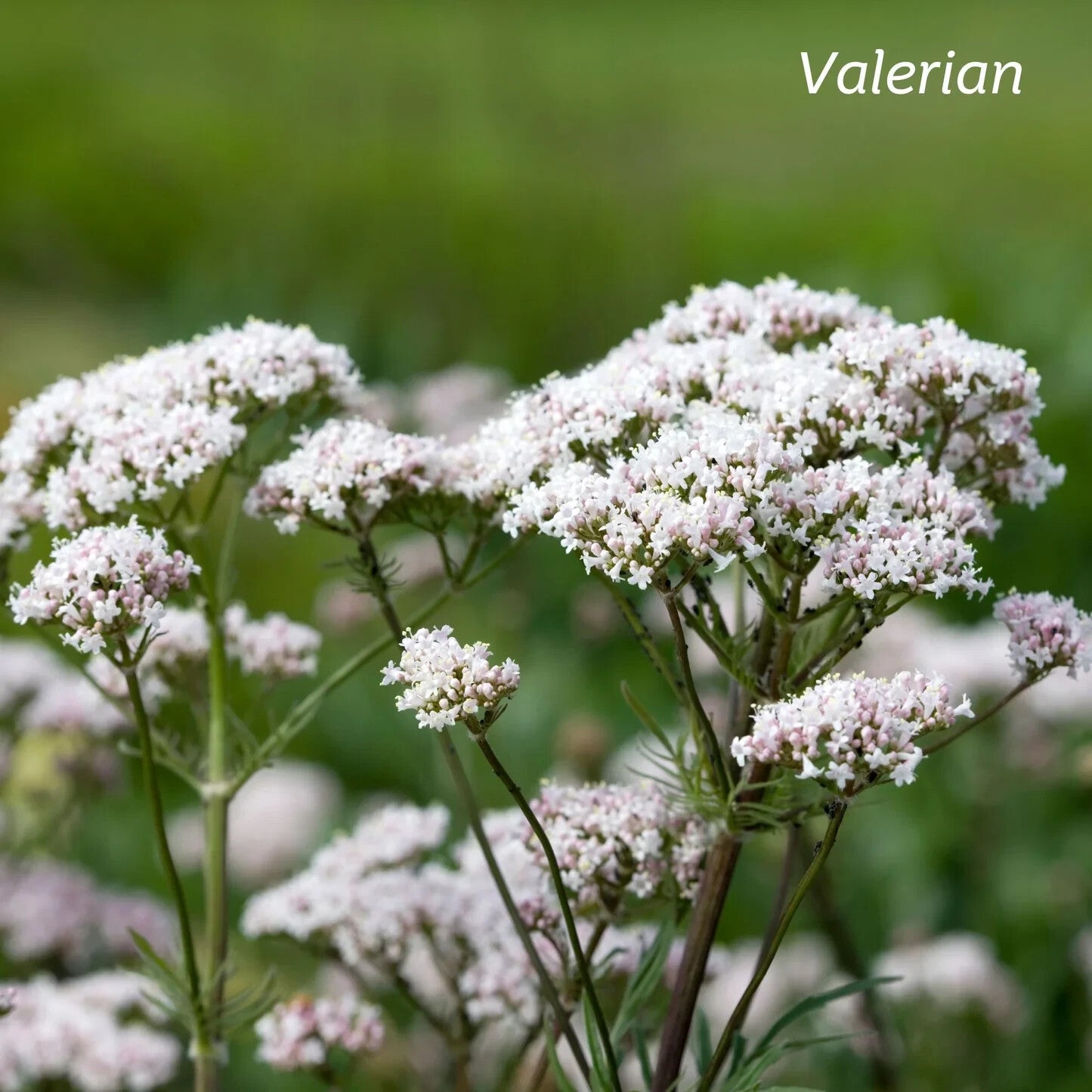 Kiwiherb Valerian Organic 100ml  Free Shipping